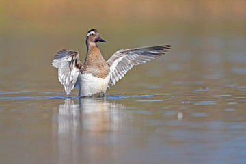 An adult male garganey duck flapping its wings in a pond in the city of Berlin Germany. 