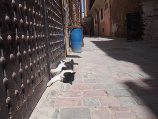 A Cat relaxing in a port city, Essaouira, Morocco