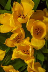 Obraz na płótnie Canvas Yellow Tulips