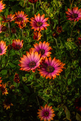 flowers in the garden