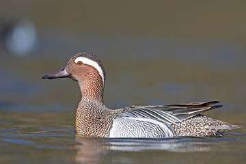 An adult male garganey duck swimming and foraging in a pond in the city of Berlin Germany. Photographed from a low-angle in the water.