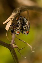 House fly mating close up shot