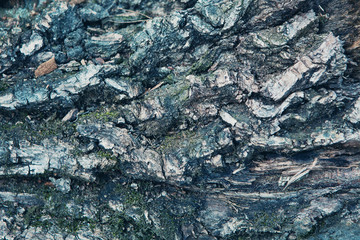 Pine tree bark texture. Color of the year. 