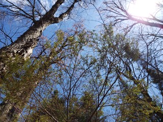 Sun through the tall trees