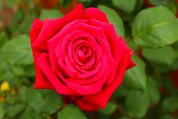 A big rose flourished in the garden.