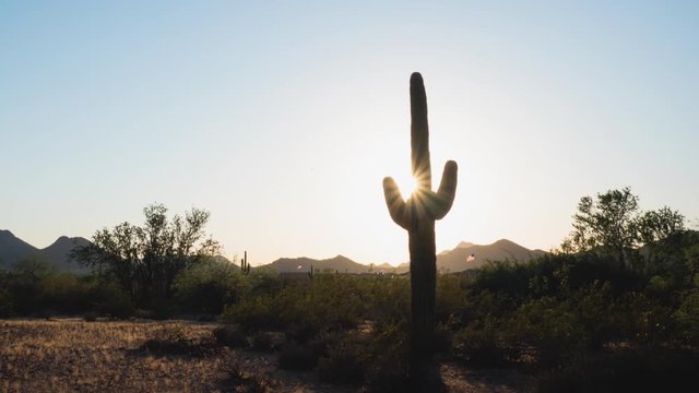 Desert Cactus Sunset Timelapse Zoom Out