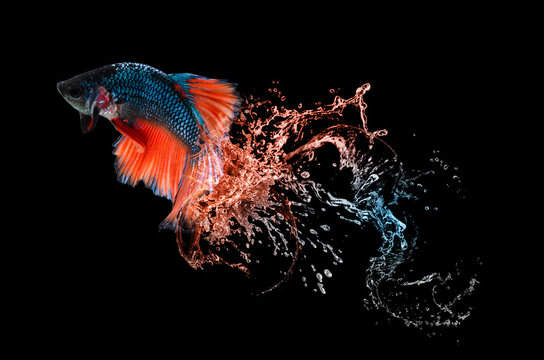 Beautiful colors"Halfmoon Betta" capture the moving moment on the water spreading beautiful of siam betta fish in Thailand on black background