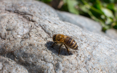 A striped bee on a white stone. Wildlife.