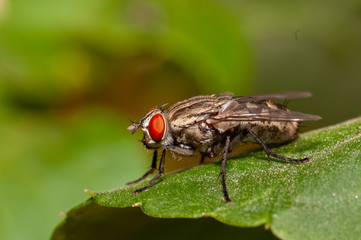 House fly macro shot, close up