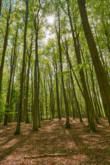 beautiful german beech forest, green landscape with beech trees in a forest in summer, sunbeams pour through trees in forest, germany, island Rügen