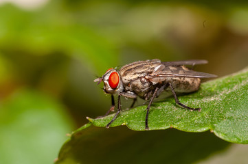 House fly macro shot, close up
