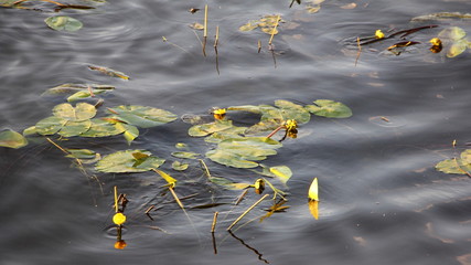 Beautiful blooming white-yellow water lilies with large green leaves in summer on the water, ecological nature - obrazy, fototapety, plakaty