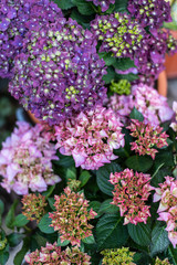 Fototapeta na wymiar Hortensie lila im Garten, Blumen im Frühling