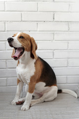 Brown and white Beagle dog on a white brick background