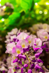 wisteria flower in the garden