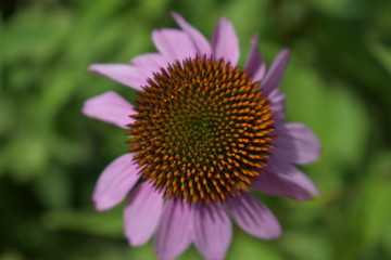 close up of a coneflower