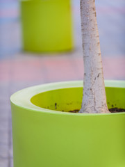 On the street of the town of Elche. Alicante province. Spain