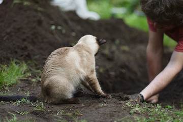 Man preparing the vegetable garden in the garden with feline pet.