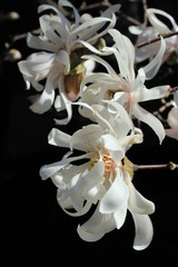 Magnolia tree starts to bloom in spring with white flowers in the urban street of Plateau Mont Royal trendy neighborhood in Montreal, Canada. Tender romantic blossom in the bright sun through petals.