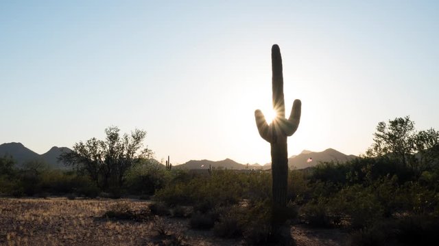 Desert Saguaro Cactus Sunset Timelapse