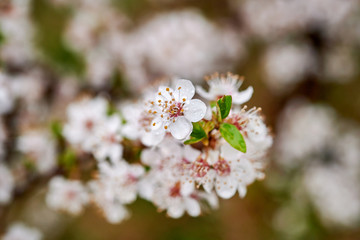 Blooming wild plums