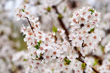 Blooming wild plums