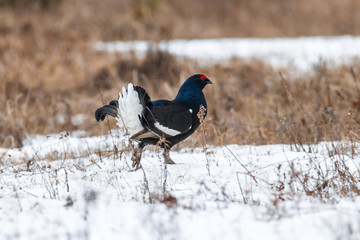 black grouse utters mating-calls. black grouse in the field