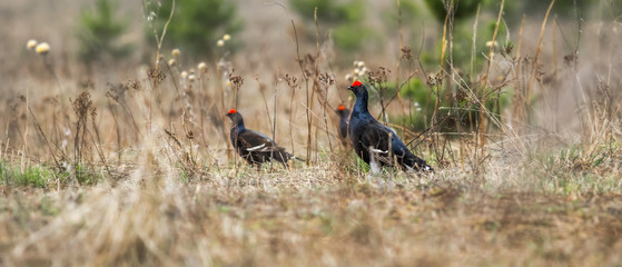 black grouse utters mating-calls. black grouse in the field