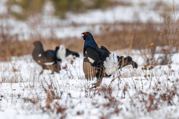 black grouse utters mating-calls. black grouse in the field