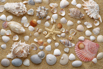 Many shells and stones lie in the yellow sand. View from above. A high resolution. Use as wallpaper or background.
