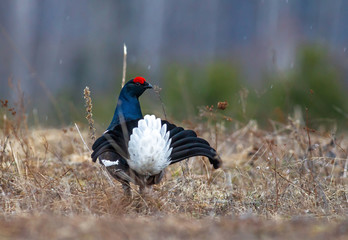 black grouse utters mating-calls. black grouse in the field