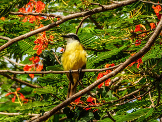 Pájaro colores