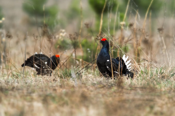 black grouse utters mating-calls. black grouse in the field