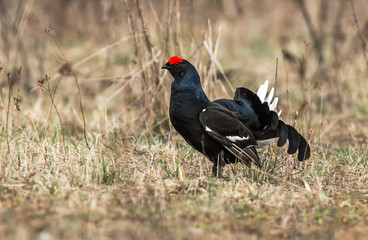 black grouse utters mating-calls. black grouse in the field