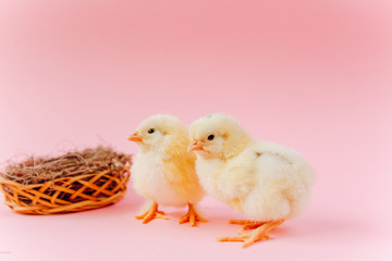 Yellow cute small two chicks sitting in nest near eggs on pink background. Concept of easter postcard. Organic meat and egg on farm.