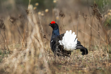 black grouse utters mating-calls. black grouse in the field