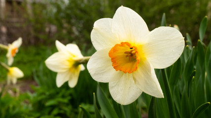 blooming daffodils. spring flowers in the garden. white and yellow colors.