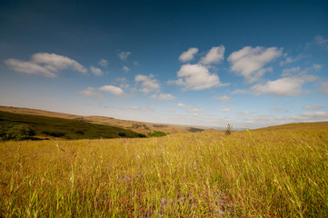 Obraz premium Landscape plains in Salalah, Dhofar, Oman