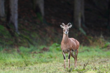 Tier Mufflon Jagt jung Wald Säugetier Wild