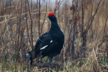 black grouse utters mating-calls. black grouse in the field