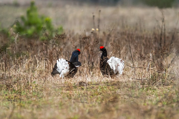 black grouse utters mating-calls. black grouse in the field