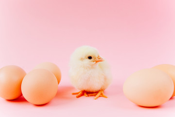 Yellow cute small chick sitting in nest near eggs on pink background. Concept of easter postcard. Organic meat and egg on farm.