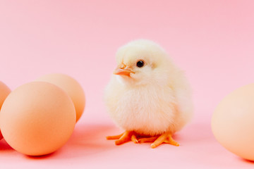 Obraz premium Yellow cute small chick sitting in nest near eggs on pink background. Concept of easter postcard. Organic meat and egg on farm.