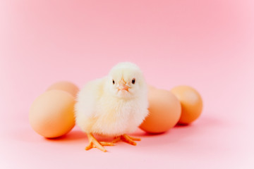 Yellow cute small chick sitting in nest near eggs on pink background. Concept of easter postcard. Organic meat and egg on farm.