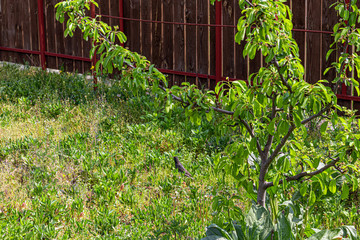 In the spring, birds fly to the cottage, in this case, larks and starlings. People feed them. Green, young grass. Life story.