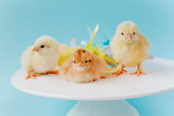 Yellow small cute three chicks near yellow easter egg on blue background. Concept of easter. Postcard with greetings.