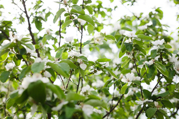 white jasmine flower in spring