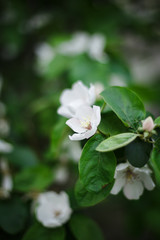 white jasmine flower in spring