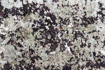 lichen on a flat stone forms a contrasting texture, the concept of texture and patterns of nature, photographed at right angles