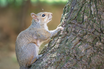 Gray squirrel standing at the basement of a tree ready to climb